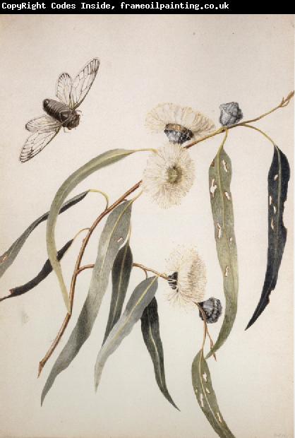 Louisa Anne Meredith Study for gum flowers and Love